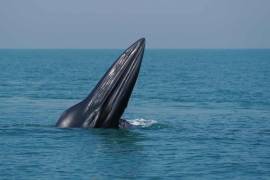 Descubren una nueva especie de ballena en el Golfo de México que está en peligro de extinción