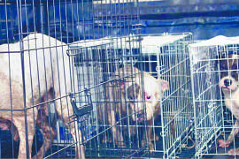 Rescatan a 9 perros utilizados en actos de zoofilia en CDMX