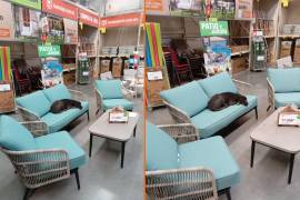 Captan a perrito descansando dentro de Home Depot de Saltillo, su dueña pasa por él horas después.