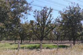 Como catastrófica fue calificada la caída en la producción de nuez en La Laguna de Coahuila y de Durango.