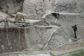 Muere el oso polar Arturo, 'el animal más triste del mundo'