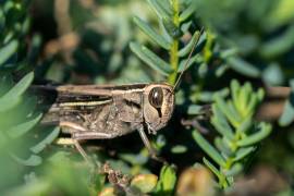 Su presencia revela condiciones ambientales positivas, equilibrio natural y, según creencias, incluso señales de buena fortuna.