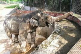 Liberarán al elefante Kaavan, tras 30 años de vivir solo en cautiverio