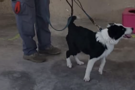 Mar, integrante del equipo K9 de Bomberos de Saltillo, fue encontrada sana y salva tras ser reportada como desaparecida.