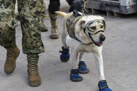 Frida, la perra rescatista, dona sus botas al Museo de Calzado