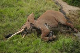 Asesinaron a uno de los elefantes más antiguos y emblemáticos del mundo