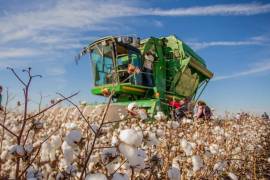 Peligro. Productores de algodón podrían perder todo, con la decisión del Gobierno Federal de prohibir el glifosato.