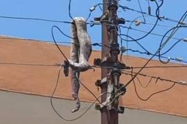 Se enreda boa en poste de luz de la CFE y causa apagón en Mérida, Yucatán.