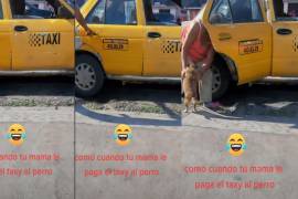 Perrito viaja en taxi en Saltillo, video lo vuelve viral en TikTok