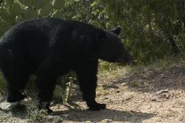 El aumento de cabañas en las áreas naturales de la sierra de Arteaga ha generado conflictos con la fauna local, en especial con los osos negros que transitan por esta zona.