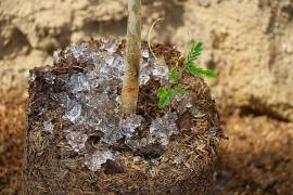 Alumnos del CIJE desarrollan hidrogeles naturales que optimizan el uso del agua en la agricultura.