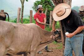 Los apoyos económicos para productores podrían comenzar a entregarse en las próximas semanas.