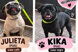 Julieta y Kika, dos perritas pug de aproximadamente dos años, son buscadas por su familia desde que desaparecieron en la colonia Valle de las Torres.