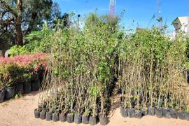 Entre las especies disponibles hay árboles de sombra como mezquite, acacia, pirul chino y pirul común, entre otros.