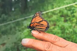 La UAdeC invita a la comunidad universitaria y al público en general a participar en el monitoreo de la mariposa monarca en el Campus Arteaga.