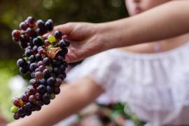 La temporada de vendimias dejará más de 1 200 millones de pesos en derrama económica.