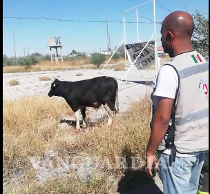 $!¿Coahuila Safari?, jabalíes en PN, vacas en fuga en Torreón, una llama y otros animales en Saltillo