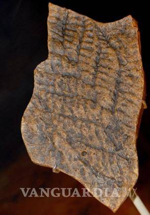 $!Descubren alga sepultada que “formó” la Tierra