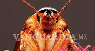 $!Las cucarachas evolucionan tan rápido que ya son inmunes a los insecticidas... ¡son casi imposibles de matar!
