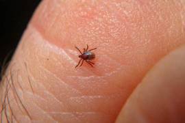 Las garrapatas pueden transmitir enfermedades como la fiebre por garrapata o fiebre maculosa, causada por bacterias del género Rickettsia, y la enfermedad de Lyme, provocada por Borrelia burgdorferi y transmitida principalmente por garrapatas del género Ixodes.