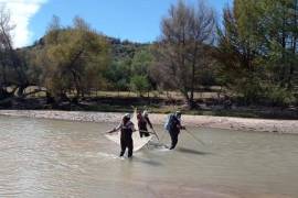 Descubren nueva especie de pez endémico del río Nazas, en la Laguna