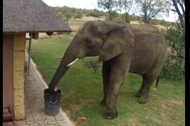 Elefante sorprende al recoger basura y depositarla en un bote