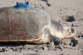 Según el comunicado, los animales estaban “recopilando datos sensibles del medio marino, como la temperatura del agua, la salinidad y las corrientes oceánicas en tiempo real, y transmitiéndolos al extranjero vía satélite”.