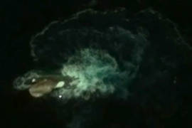 Usuario de 'YouTube' encuentra una enorme criatura desconocida en el océano ¡Tú también la puedes ver!