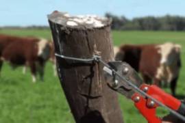 Dirección de Desarrollo Rural afirma que no se han presentado denuncias.