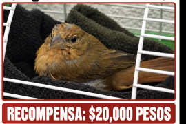 Su propietaria ofrece una recompensa de 20 mil pesos a quien entregue a “Quesadillo”.