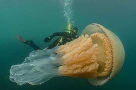 Captan medusa de tamaño humano en Reino Unido