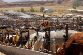 La campaña contra el gusano barrenador de ganado (GBG) continúa en Coahuila para proteger la sanidad animal y mantener la confianza de compradores internacionales.