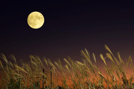 Dicen que octubre es el mes de las lunas más bonitas y un ejemplo de ellos, es la superluna de cosecha.