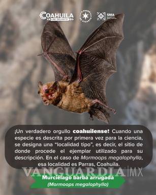 $!El murciélago barba arrugada (Mormoops megalophylla) tiene como localidad tipo a Parras, Coahuila.