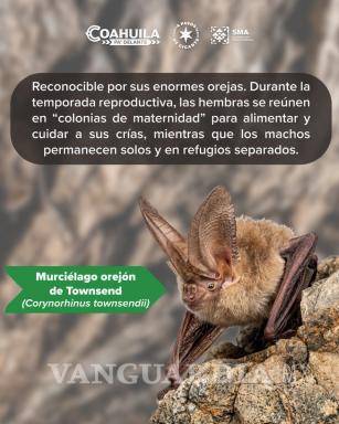 $!Cuevas, cañones y grietas rocosas forman parte de los refugios utilizados por distintas especies de murciélagos.