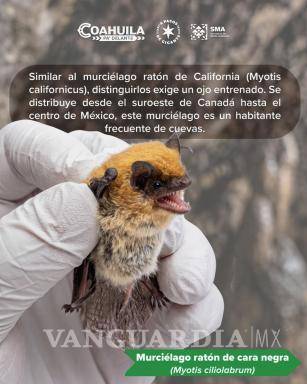 $!Varias de las especies registradas se alimentan de insectos y contribuyen al control natural de plagas.