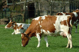 La Seder aconseja a ganaderos para evitar abigeato