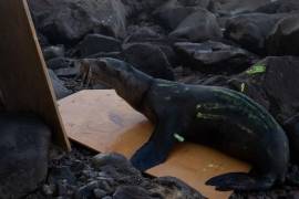 Dos lobos marinos de California fueron rescatados en la Isla Consag tras quedar atrapados en redes de pesca.