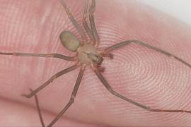 La herida, profundamente afectada por el veneno de la araña violinista, ha llevado a la pérdida de la piel en la zona afectada al joven.