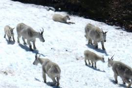 Las cabras montesas reunidas debajo de la cresta de Juneau, Alaska.
