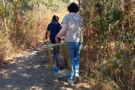 Los tlacuaches y reptiles rescatados fueron puestos en libertad en el ejido El Limón de Cuauchichinola, municipio de Tepalcingo. FOTO: PROFEPA.
