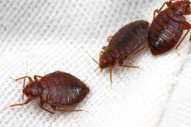 Ese minúsculo insecto que produce fuertes picaduras e irritación en la piel ya se encuentra de forma masiva en el norte de España