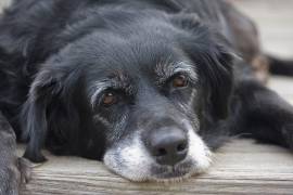 El envejecimiento en mascotas es cada vez más común. Con un cuidado adecuado, es posible acompañarlas en esta etapa con salud y bienestar.