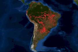 Pulmones de América Latina bajo amenaza