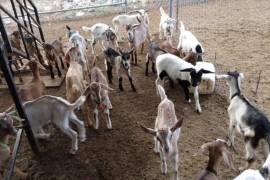 Director de Desarrollo Rural señala que cada vez menos productores optan por dedicarse a la crianza de cabritos.