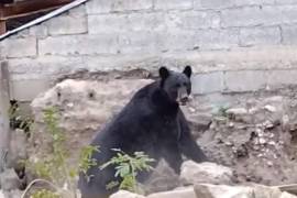 El oso logra escapar luego de que los voluntarios lo sueltan, ya que al encontrarse ellos sobre un techo y el animal abajo, se arriesgaban a que el oso los jalara.
