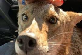 Murió el coyote 'Pancho', aquel que confundieron con un perro