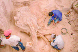 Descubren restos de un mamut a kilómetros de Coahuila
