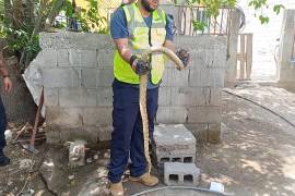 Integrantes de la familia Cano solicitaron el apoyo del Cuerpo de Bomberos luego de detectar la presencia de una serpiente en el patio de su domicilio, situación que generó preocupación entre los habitantes de la vivienda.