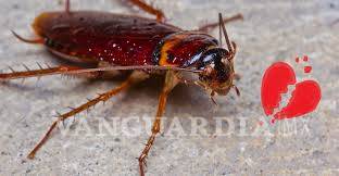 $!Las cucarachas evolucionan tan rápido que ya son inmunes a los insecticidas... ¡son casi imposibles de matar!